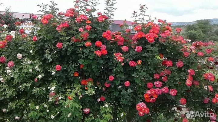 Плетистая (шраб) роза Декор Арлекин