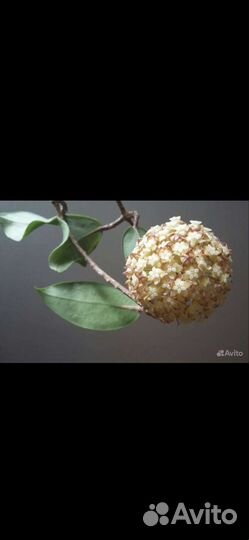 Хойя инкрассата Мун Шадоу