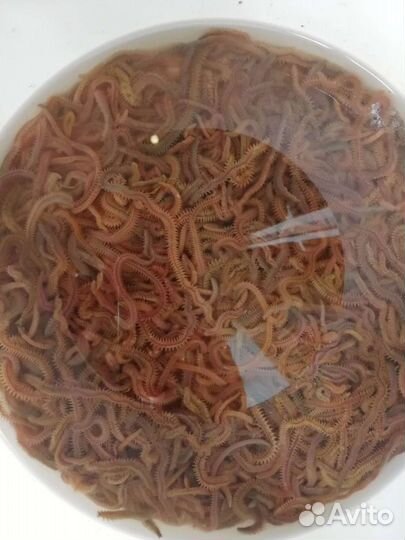 Морской червь