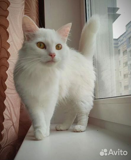 Турецкая ангора