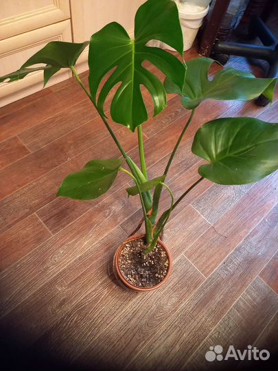 Комнатные цветы. Монстера. Рео.Мята