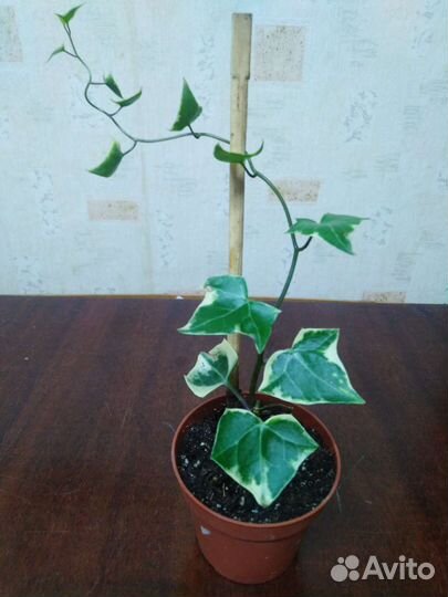 Крестовник Крупноязычковый