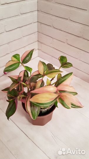 Традесканция квадриколор стаканчик