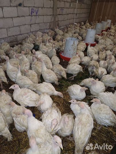 Индюшата тяжелый cross