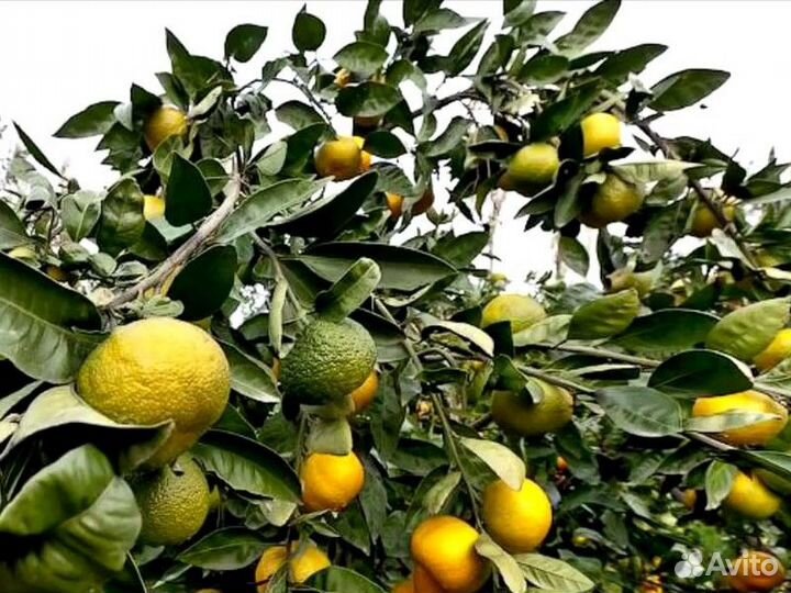 Экскурсия — Баку — Из Баку — в Ленкорань: поездка