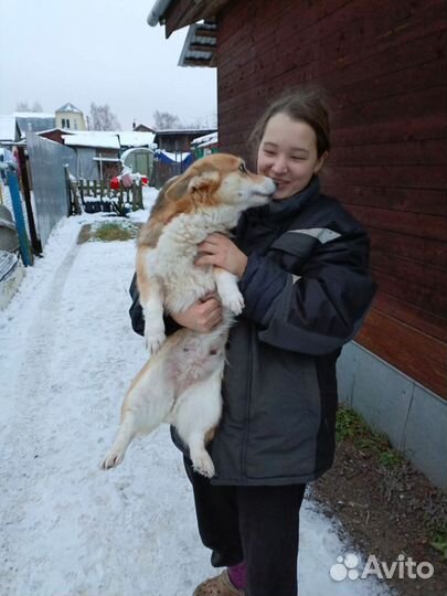 Корги в добрые руки