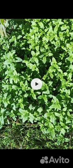 Лук Джусай, чесночный лук. Мята перечная