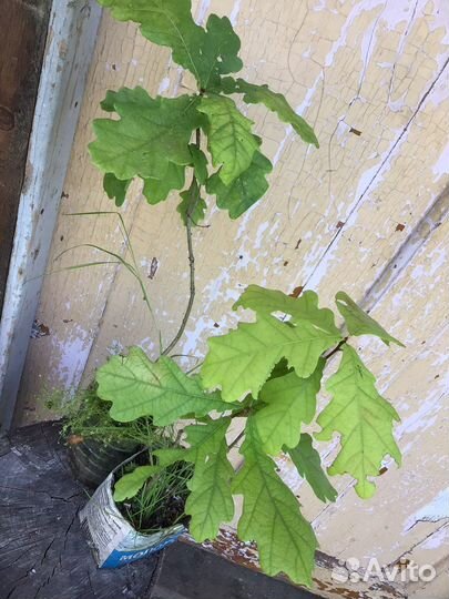 Клен багровый, дуб черешчатый