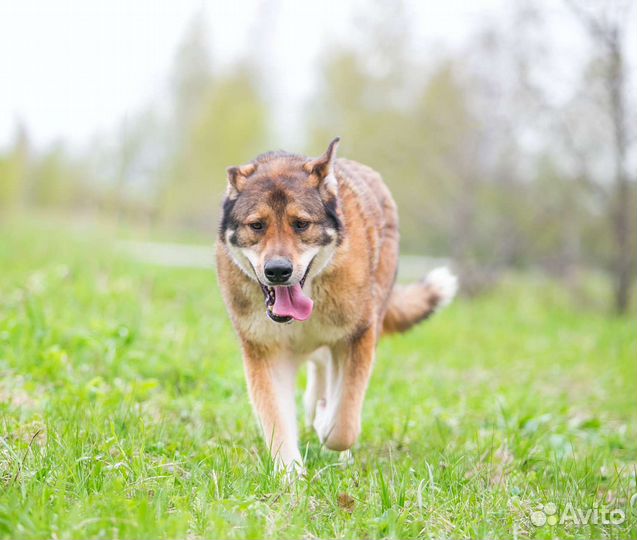 Крупная собака мальчик добряк собака бесплатно