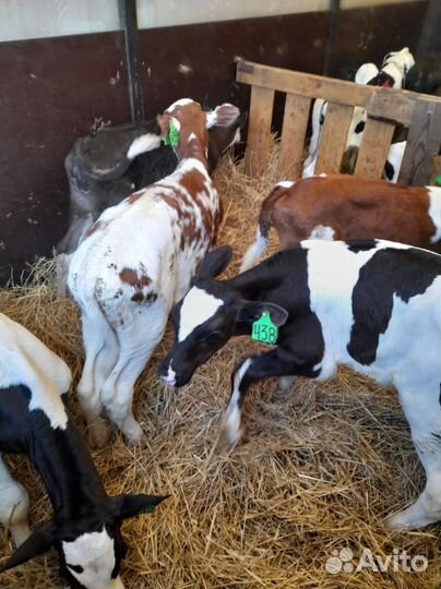 Телята доставка