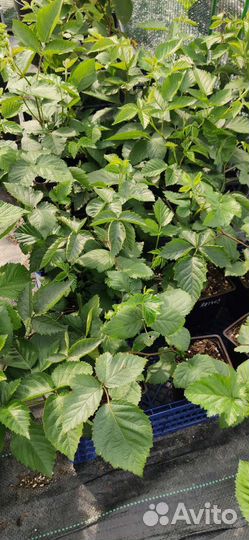 Саженцы ежевики