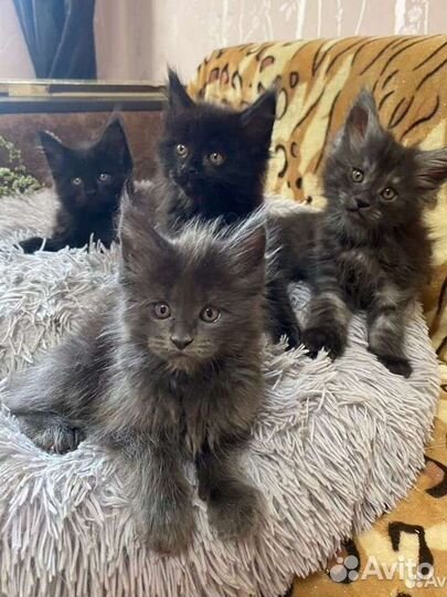 Котята мейн-кун