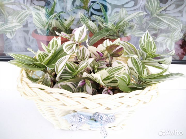 Традесканция