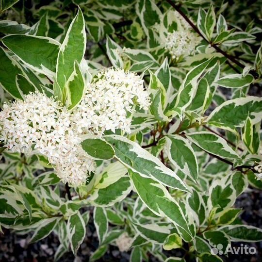 Многолетнее растение для сада Дерен Элегантисима