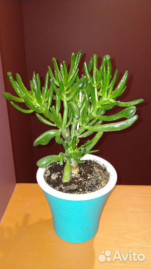 Крассула хоббита или ушки Шрека