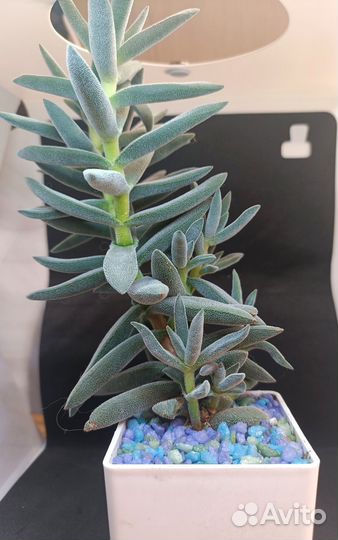 Суккуленты срезы 3