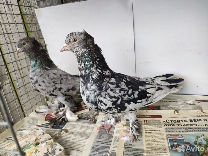 Голуби разные