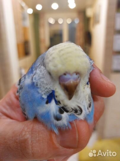 Выставочные Волнистые Попугаи