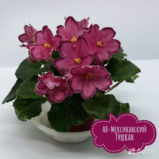 Детки сортовых фиалок