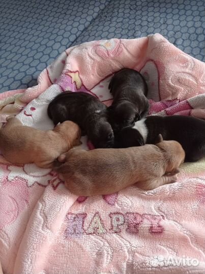 Щенки амстаффа