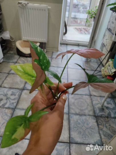 Сингониум ред спот триколор, яичница и т.д