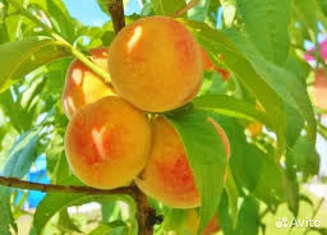 Персик Ветеран