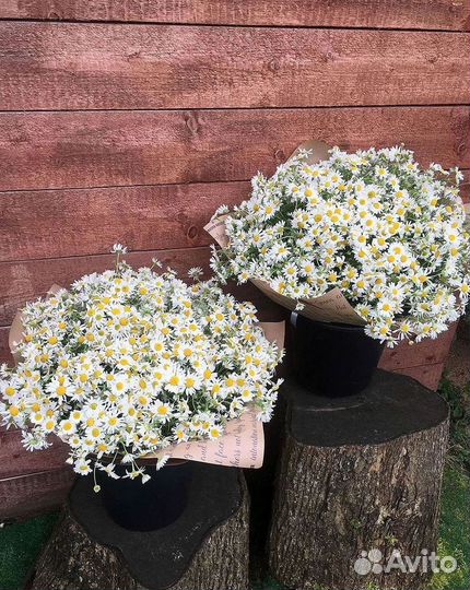 Ромашки Пионы Розы Доставка