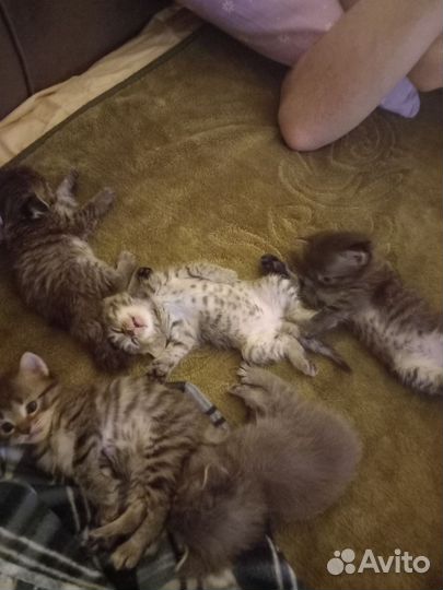 Котята в добрые руки бесплатно