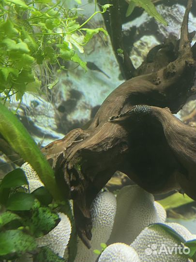 Аквариумные рыбки