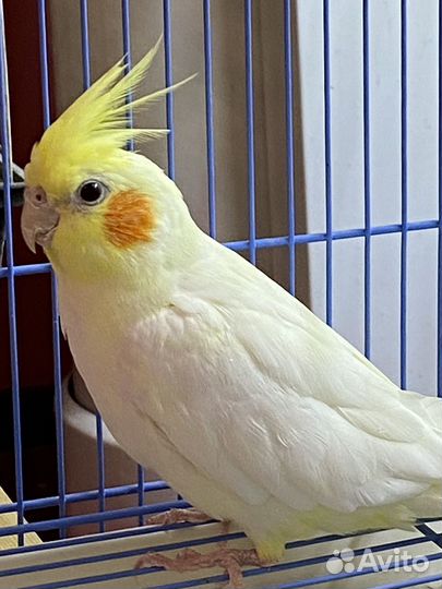 Попугай корелла