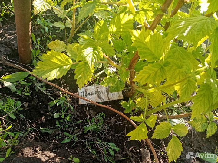 Саженцы малины мапема, полонез, энросадира