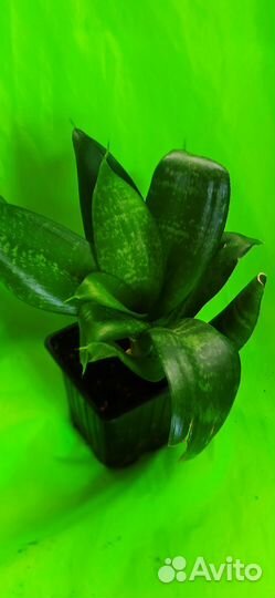 Сансивиерия