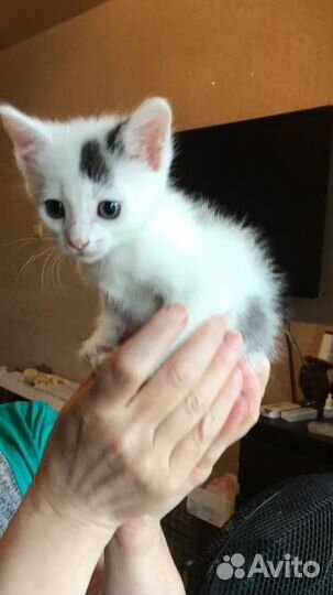 Три котенка и кошка ищут дом