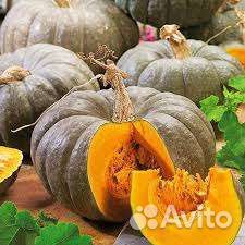 Тыква оптом