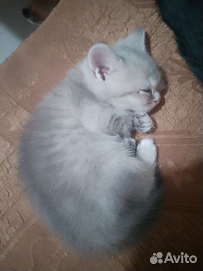 Британский котик