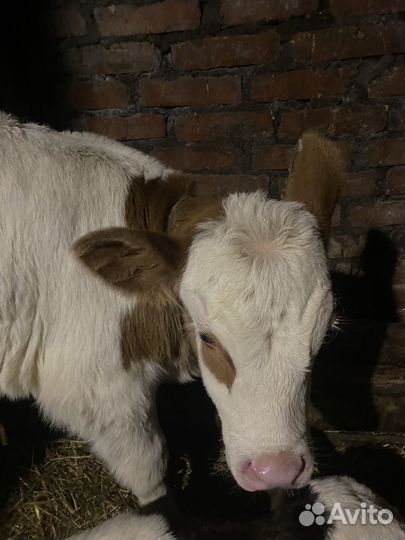 Телята телочки