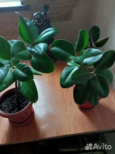 Комнатные цветы