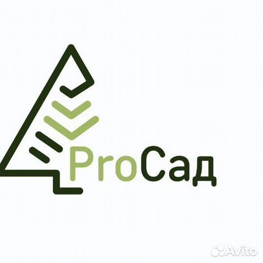 Сумах Оленерогий (Уксусное дерево)