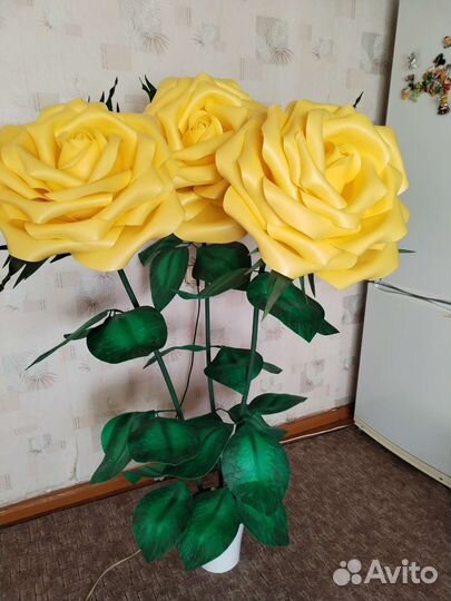 Ростовые цветы розы