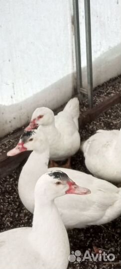 Продам семью индоуток