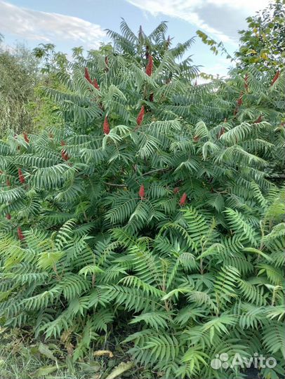 Сумах растения для сада