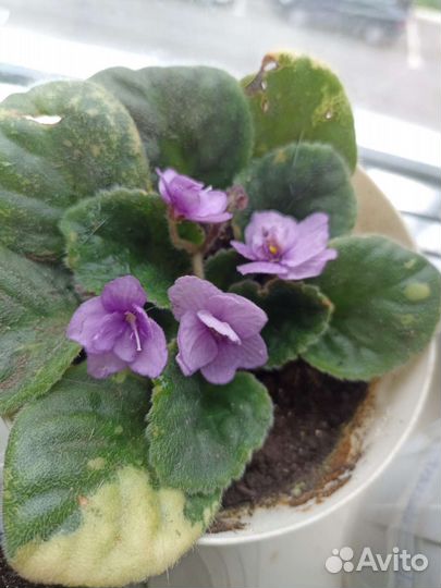 Фиалка сортовая