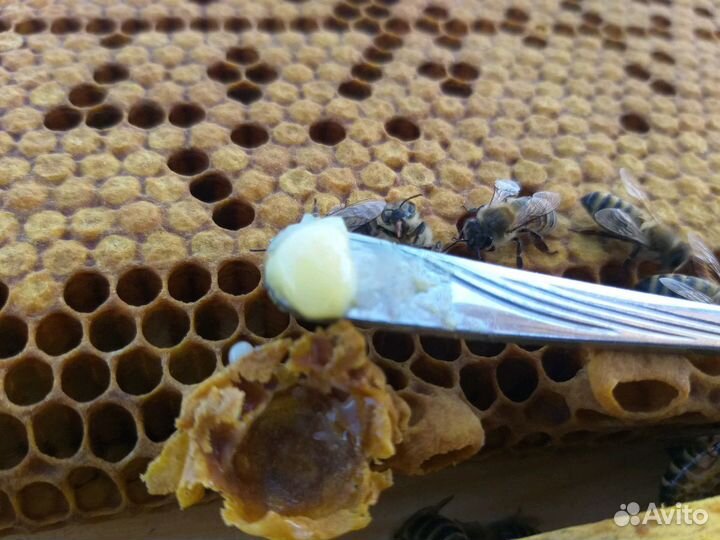 Маточное молочко нативное Челябинск