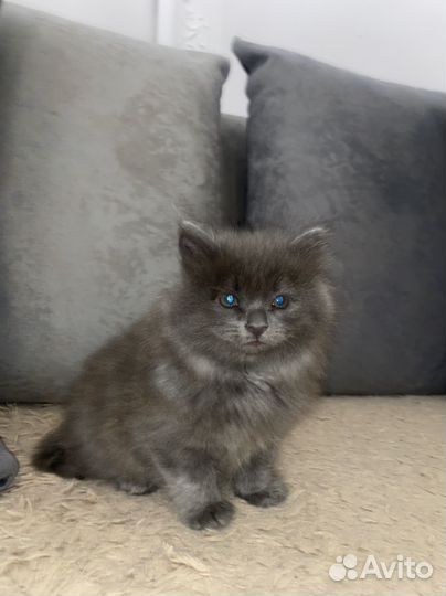 Мать шатланка.Котята