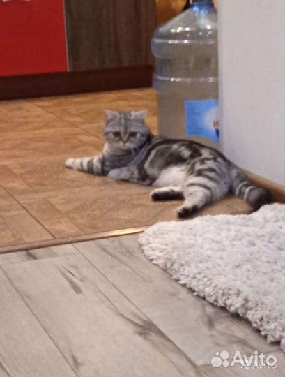 Передержка кошек