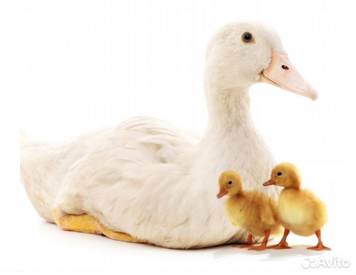 Цыплята суточные несушки