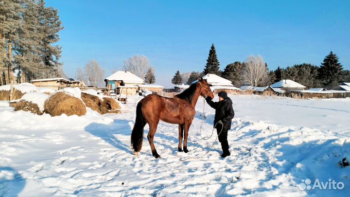 Продаётся гнидой мерин. 5 лет. Езде обучен