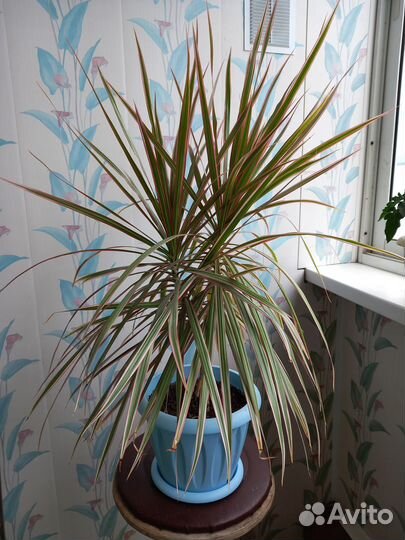 Комнатные растения Драцена