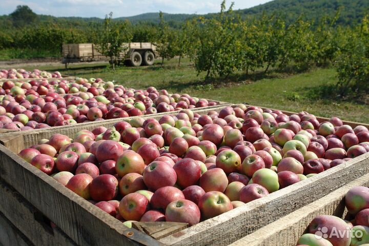 Сборщики яблок Лебедянский район Вахта