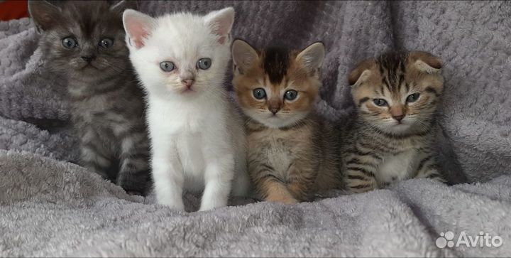Шотландские котята